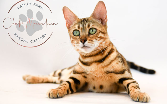 beautiful bengal kitten texas